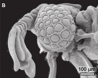 Strepsiptera eye facet sizes