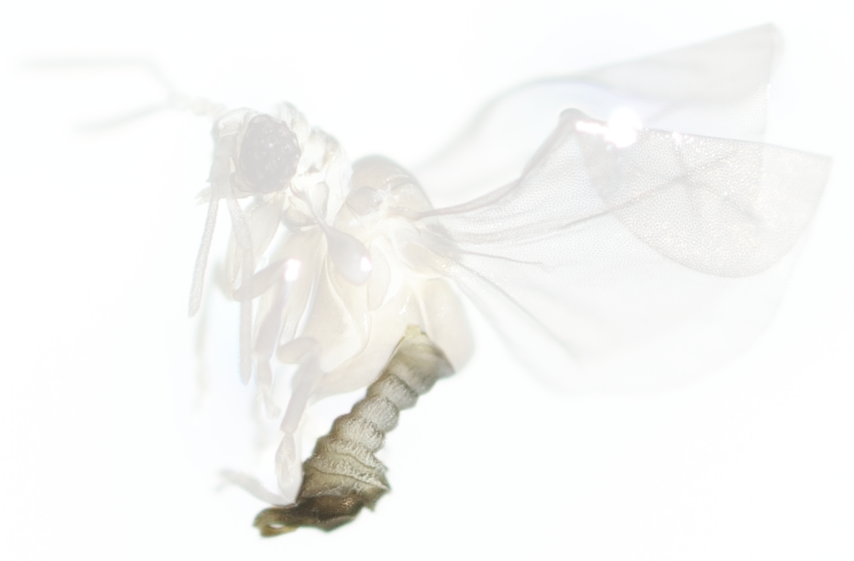 Extremely flexible abdomen