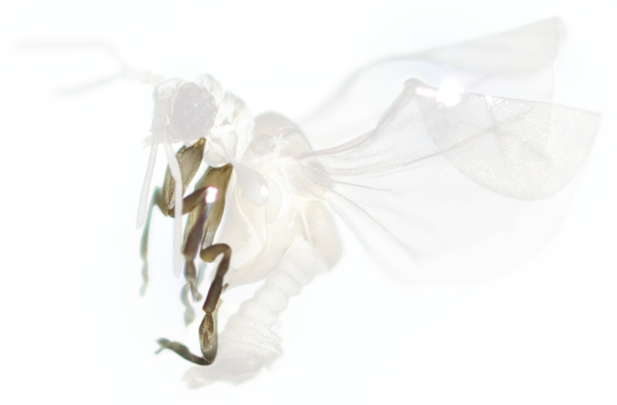 The first pair of legs