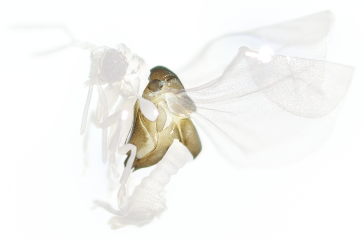 The first pair of legs