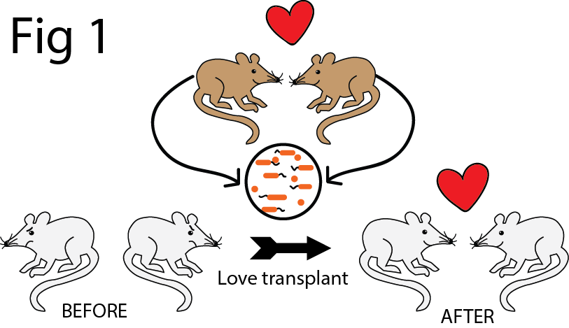 lovetransplant-transparent