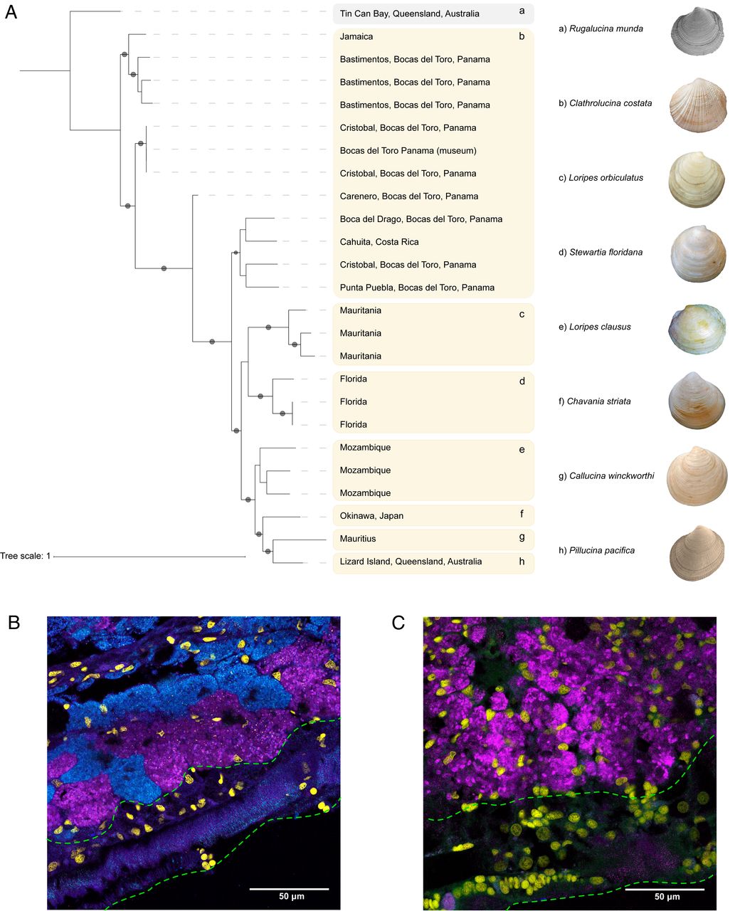 New paper from the Eisen lab (with many others) on Global biogeography of chemosynthetic&nbsp;symbionts