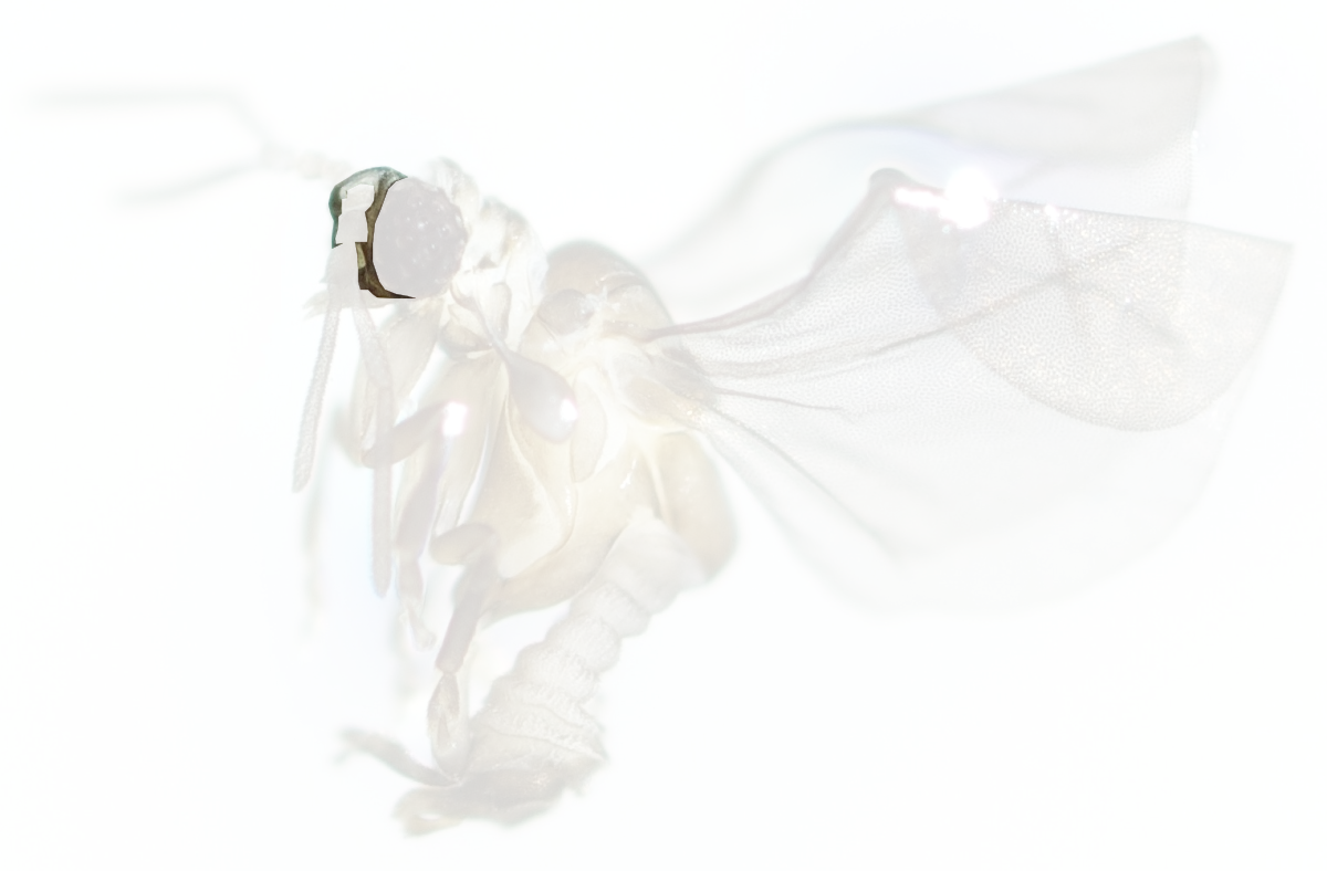 Head with reduced skeletal reinforcement