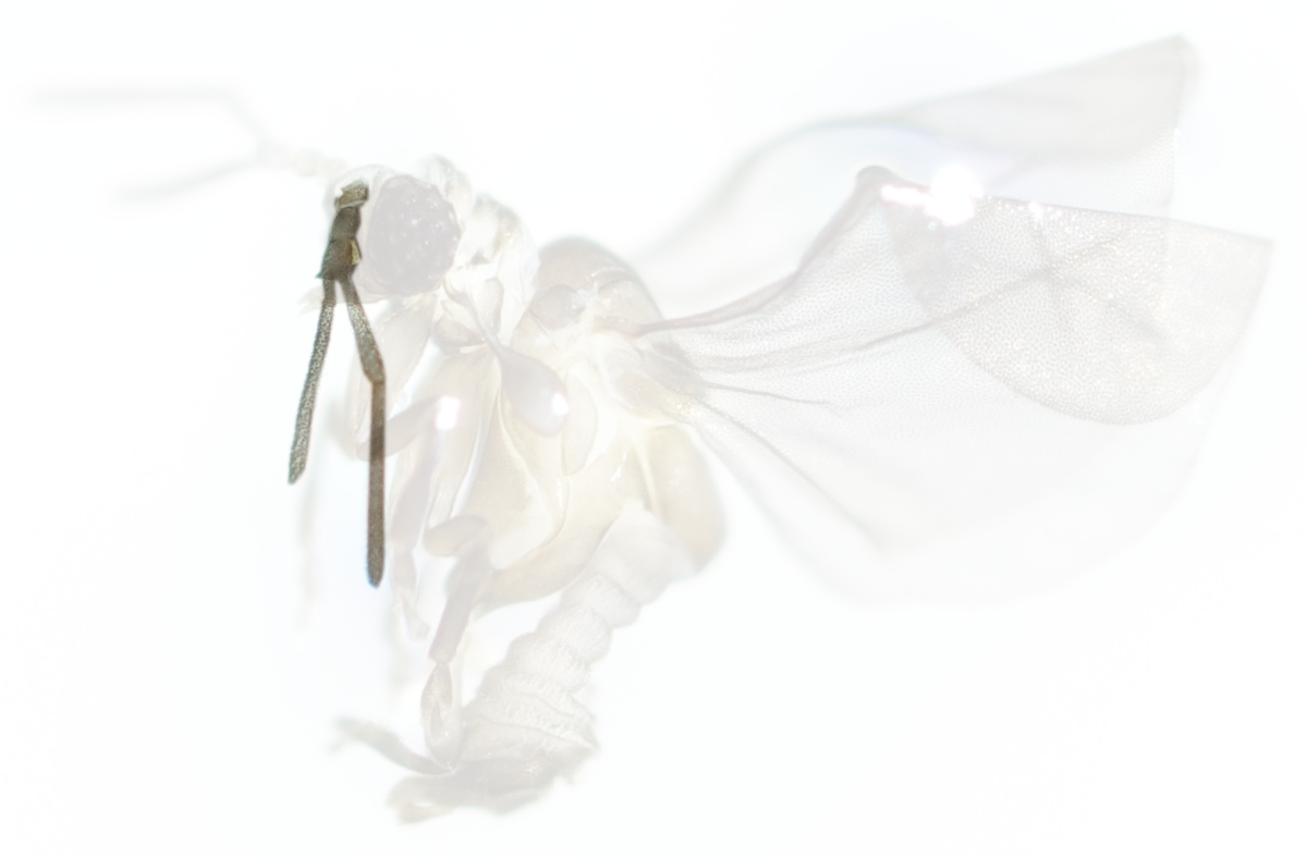 The first pair of legs