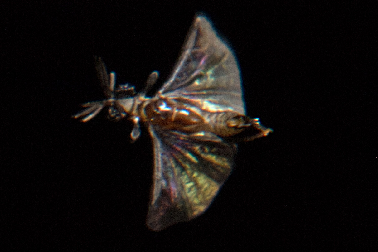 Photo of a flying Triozocera texana (Strepsiptera) executing a knife-edge maneuver.