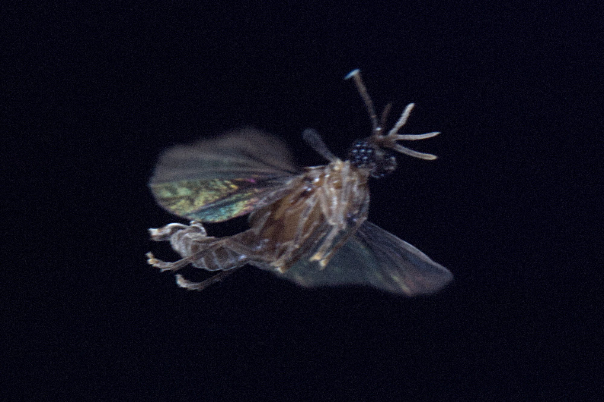 Photo of a flying Triozocera texana Strepsiptera with horizontally outstretched wings.