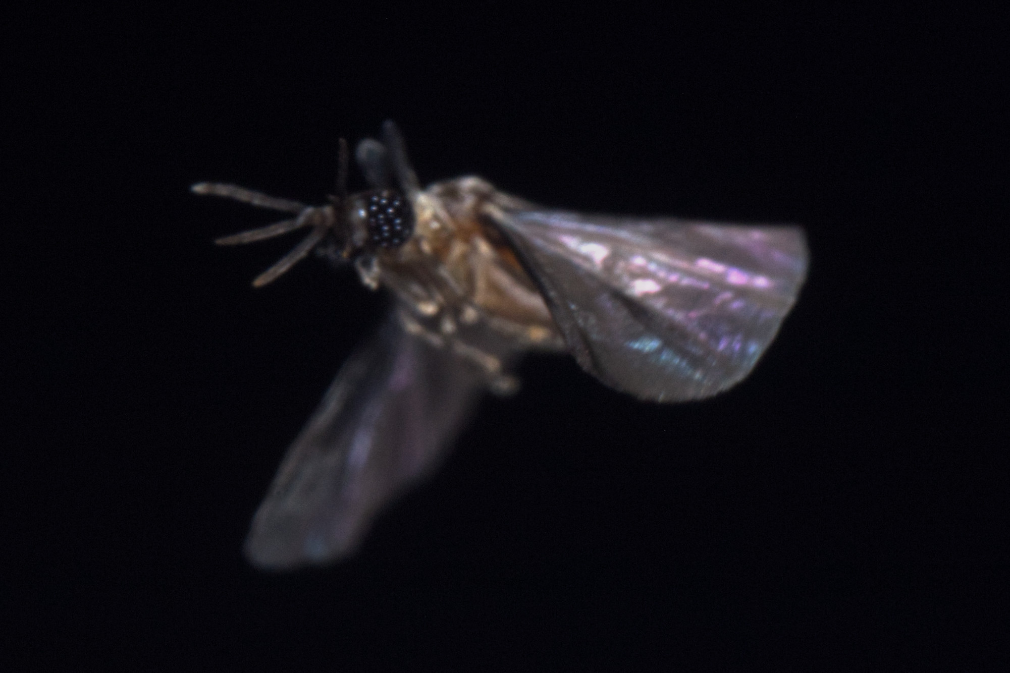 Photo of a flying Strepsiptera (Triozocera texana) with cambered wings near the end of a downstroke.
