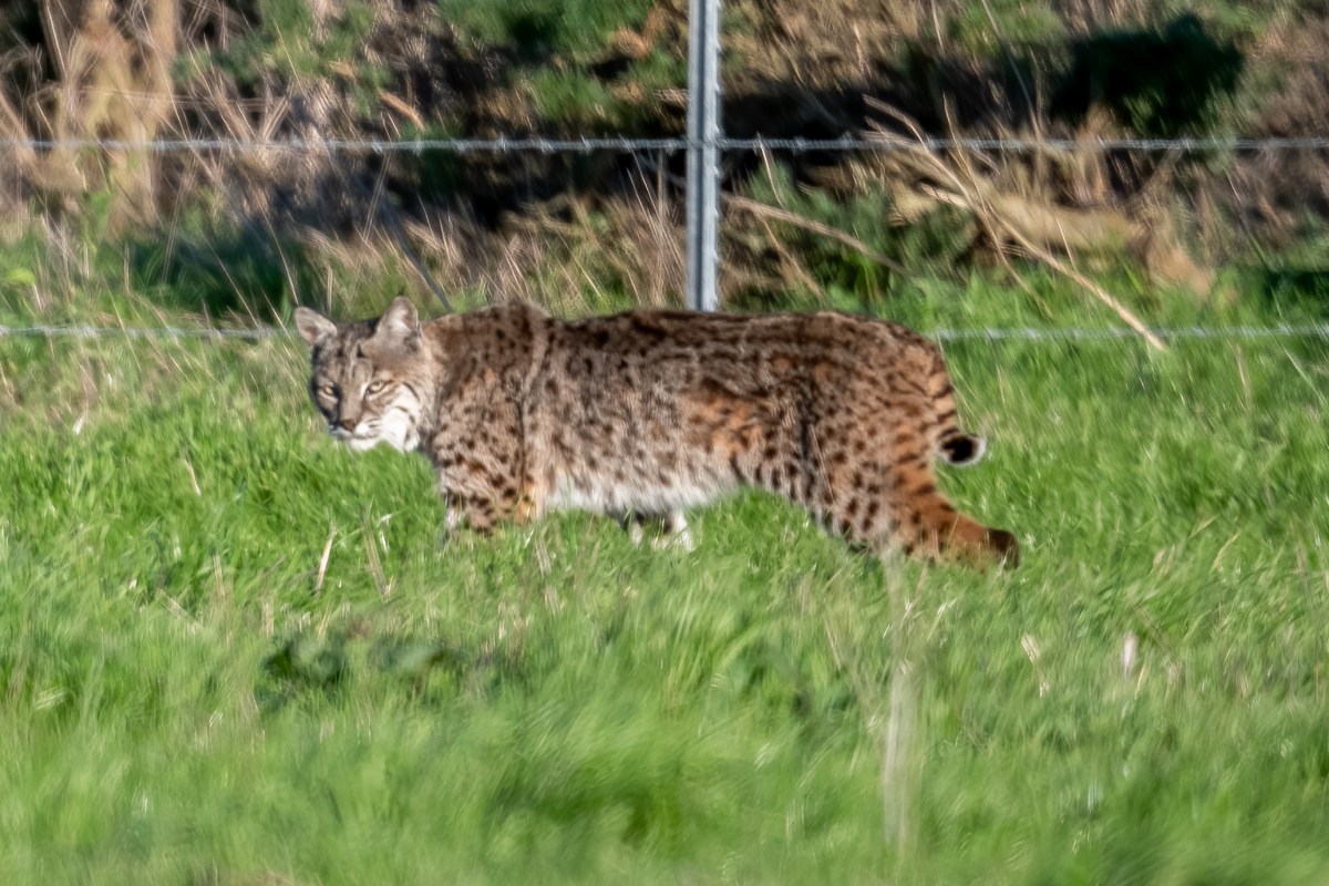 A bobcat walking in some grass with a barbed wire fence behind it.